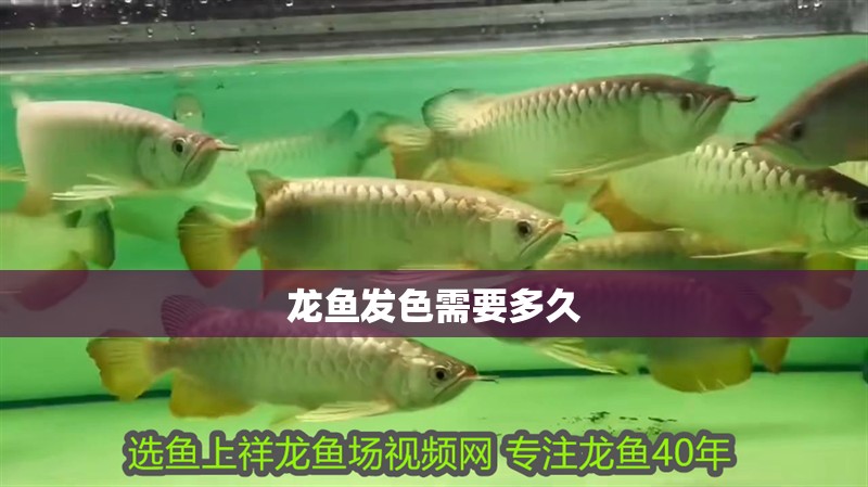 龍魚發色需要多久