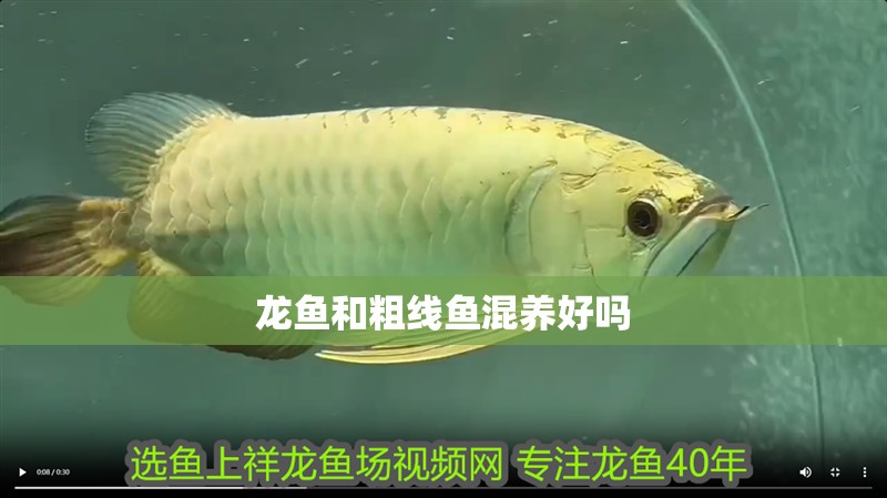 龍魚和粗線魚混養(yǎng)好嗎