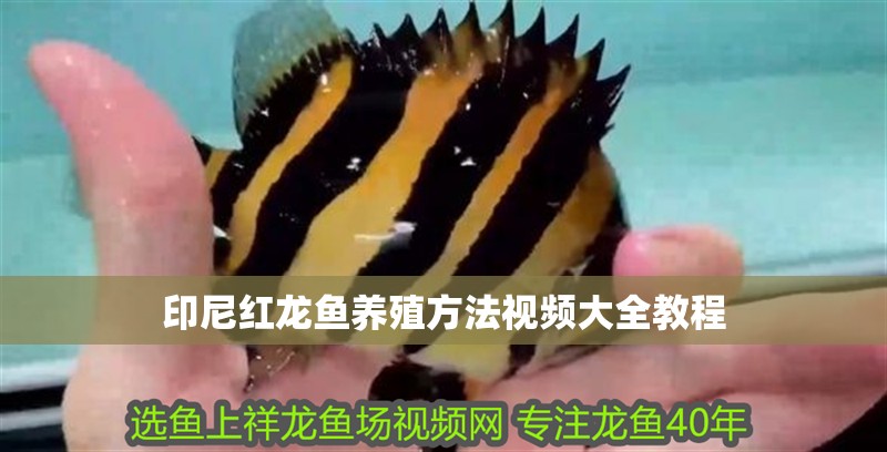 我的虎魚真菌感染了要怎么處理 印尼紅龍魚養殖方法視頻大全教程 龍魚百科 印尼紅龍魚養殖方法視頻大全教程 印尼紅龍魚養殖方法視頻大全教程 龍魚百科