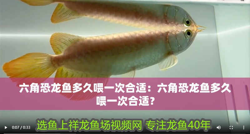 六角恐龍魚多久喂一次合適：六角恐龍魚多久喂一次合適？ 六角恐龍魚多久喂一次合適：六角恐龍魚多久喂一次合適？ 水族問答