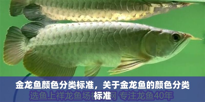 金龍魚顏色分類標準，關于金龍魚的顏色分類標準