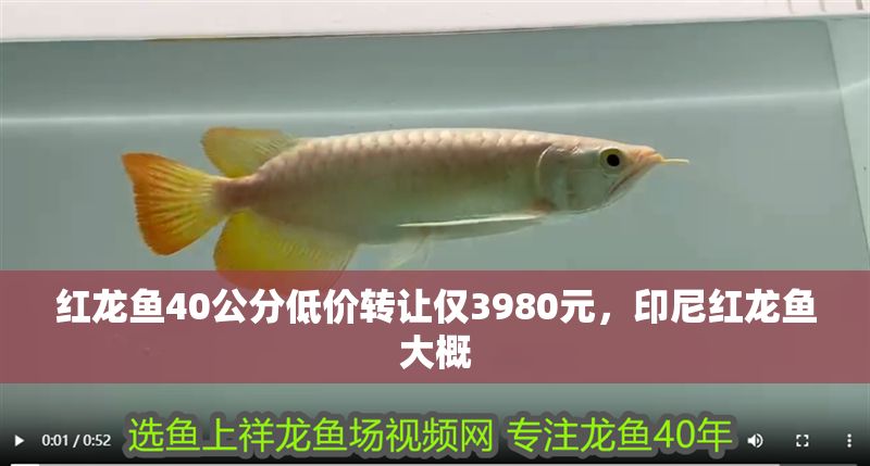 紅龍魚40公分低價轉讓僅3980元，印尼紅龍魚大概
