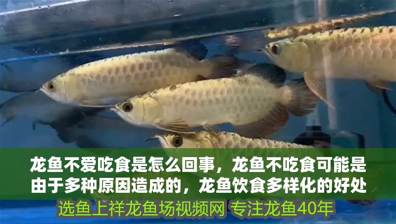 龍魚不愛吃食是怎么回事，龍魚不吃食可能是由于多種原因造成的，龍魚飲食多樣化的好處