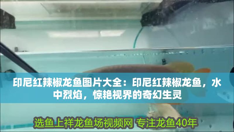 印尼紅辣椒龍魚(yú)圖片大全：印尼紅辣椒龍魚(yú)，水中烈焰，驚艷視界的奇幻生靈