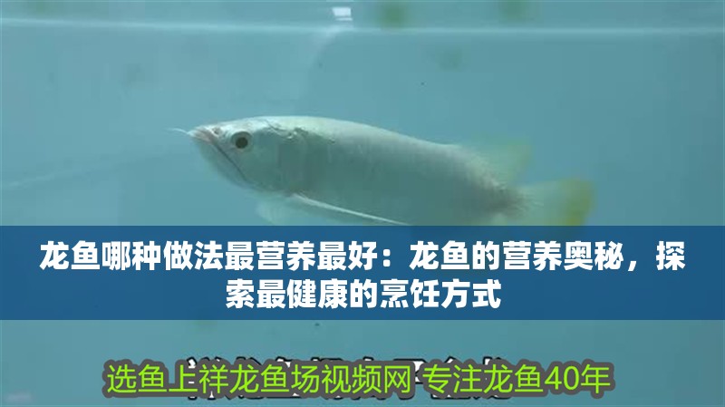 龍魚哪種做法最營養最好：龍魚的營養奧秘，探索最健康的烹飪方式
