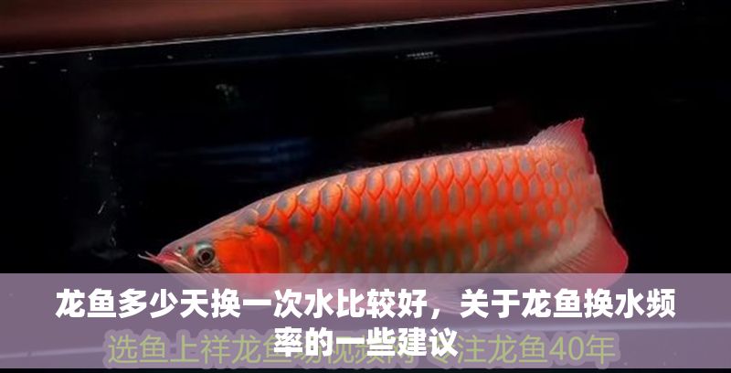 龍魚多少天換一次水比較好，關于龍魚換水頻率的一些建議