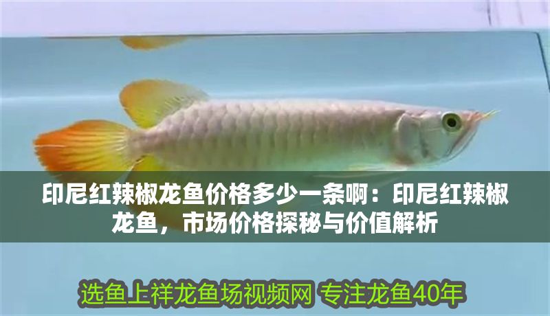 印尼紅辣椒龍魚價格多少一條?。河∧峒t辣椒龍魚，市場價格探秘與價值解析 印尼紅辣椒龍魚價格多少一條啊：印尼紅辣椒龍魚，市場價格探秘與價值解析 龍魚百科 第1張