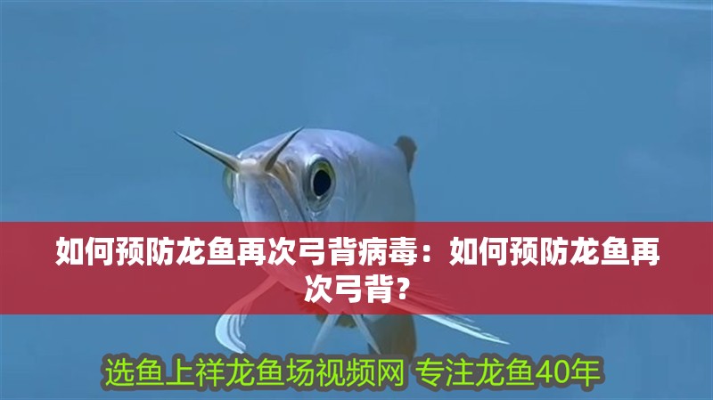 如何預(yù)防龍魚再次弓背病毒：如何預(yù)防龍魚再次弓背？