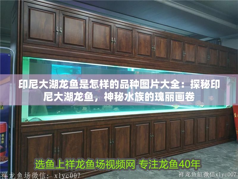 印尼大湖龍魚是怎樣的品種圖片大全:探秘印尼大湖龍魚,神秘水族的瑰麗畫卷 龍魚百科 第1張 印尼大湖龍魚是怎樣的品種圖片大全:探秘印尼大湖龍魚,神秘水族的瑰麗畫卷 印尼大湖龍魚是怎樣的品種圖片大全:探秘印尼大湖龍魚,神秘水族的瑰麗畫卷 龍魚百科 第1張