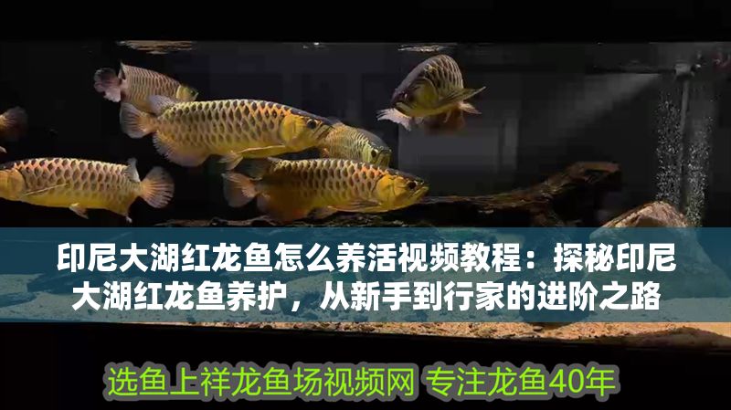 印尼大湖紅龍魚怎么養活視頻教程：探秘印尼大湖紅龍魚養護，從新手到行家的進階之路