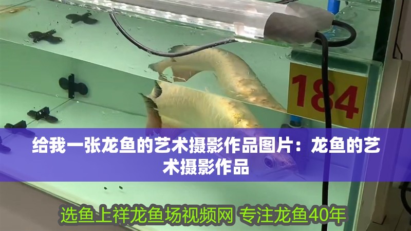 給我一張龍魚的藝術(shù)攝影作品圖片：龍魚的藝術(shù)攝影作品