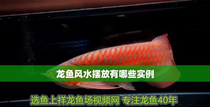 龍魚風水擺放有哪些實例