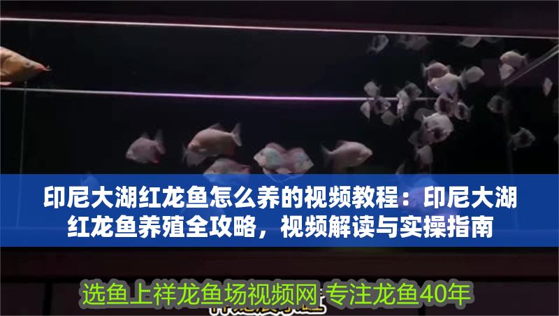 印尼大湖紅龍魚怎么養的視頻教程：印尼大湖紅龍魚養殖全攻略，視頻解讀與實操指南