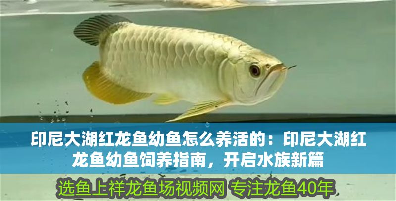 印尼大湖紅龍魚幼魚怎么養活的：印尼大湖紅龍魚幼魚飼養指南，開啟水族新篇