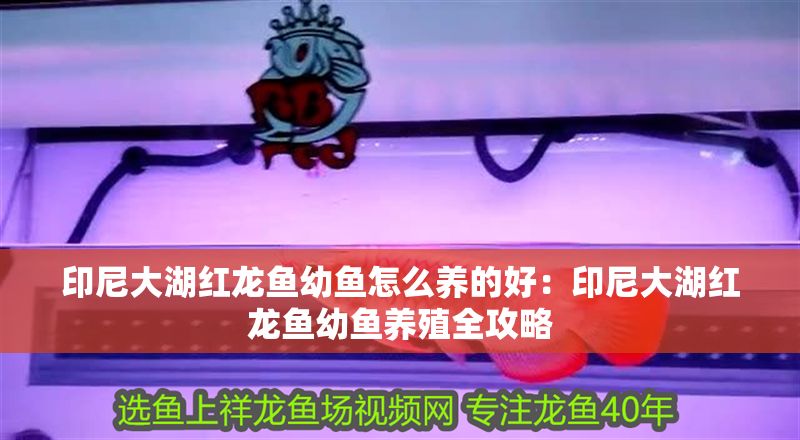 印尼大湖紅龍魚幼魚怎么養的好：印尼大湖紅龍魚幼魚養殖全攻略