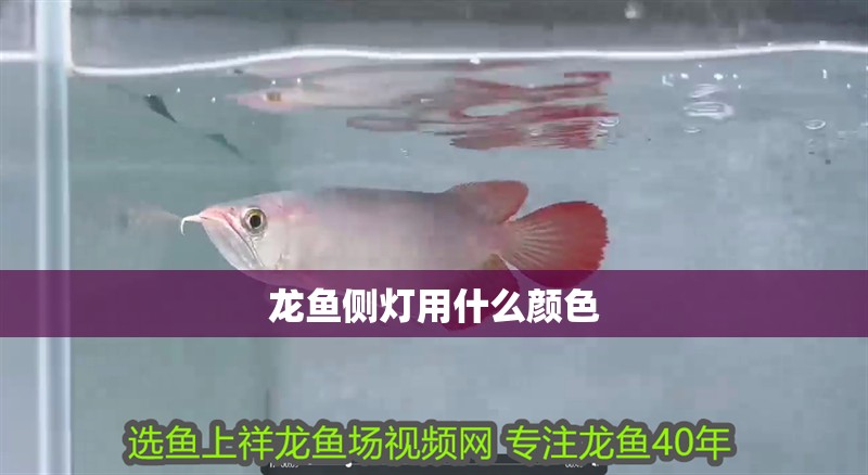 龍魚側燈用什么顏色 龍魚側燈用什么顏色 龍魚百科