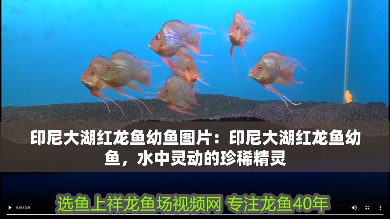 印尼大湖紅龍魚幼魚圖片：印尼大湖紅龍魚幼魚，水中靈動的珍稀精靈