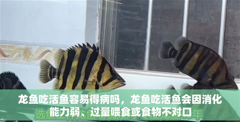 龍魚吃活魚容易得病嗎，龍魚吃活魚會因消化能力弱、過量喂食或食物不對口