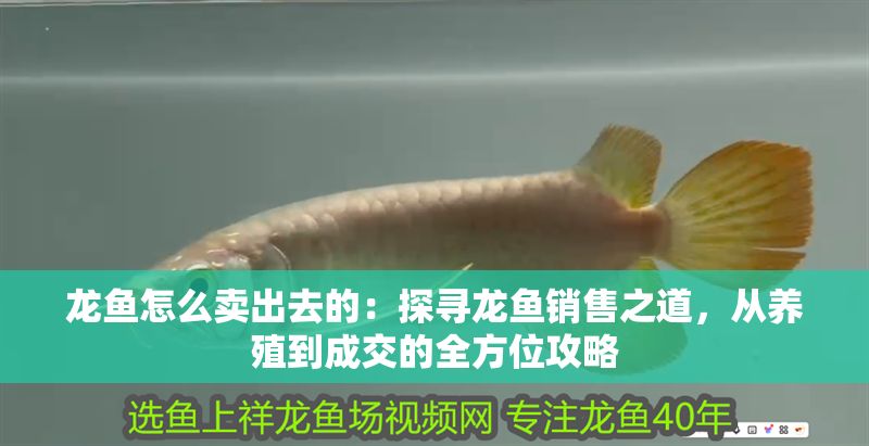 龍魚怎么賣出去的：探尋龍魚銷售之道，從養殖到成交的全方位攻略