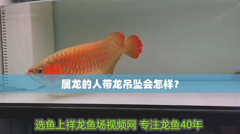屬龍的人帶龍吊墜會怎樣？ 屬龍的人帶龍吊墜會怎樣？ 龍魚百科