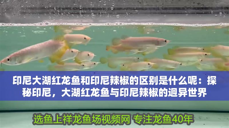 印尼大湖紅龍魚和印尼辣椒的區別是什么呢：探秘印尼，大湖紅龍魚與印尼辣椒的迥異世界