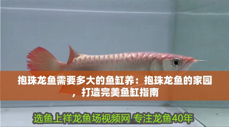 抱珠龍魚需要多大的魚缸養(yǎng)：抱珠龍魚的家園，打造完美魚缸指南