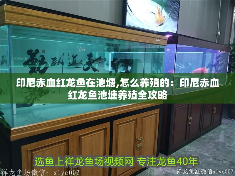 印尼赤血紅龍魚在池塘,怎么養殖的：印尼赤血紅龍魚池塘養殖全攻略