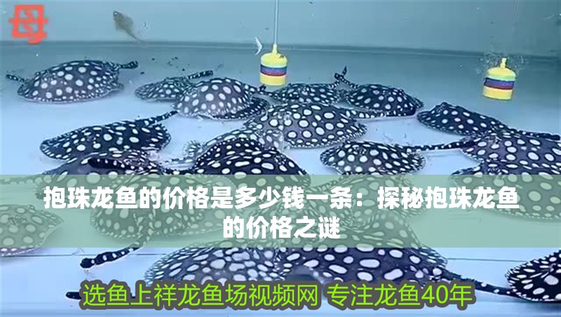 抱珠龍魚的價格是多少錢一條：探秘抱珠龍魚的價格之謎