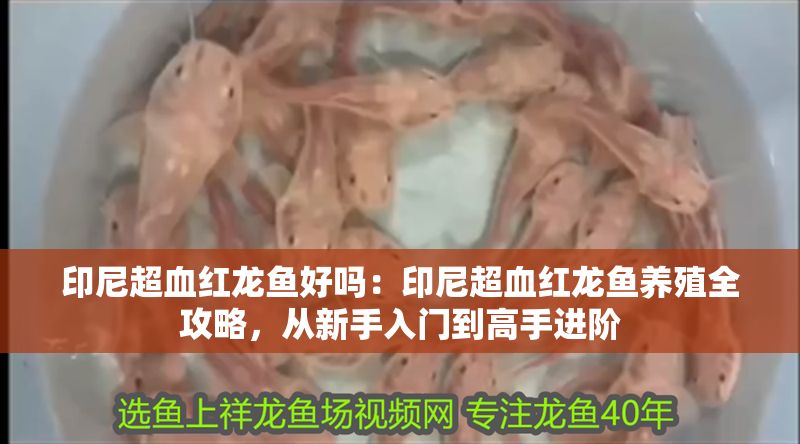 印尼超血紅龍魚好嗎：印尼超血紅龍魚養殖全攻略，從新手入門到高手進階