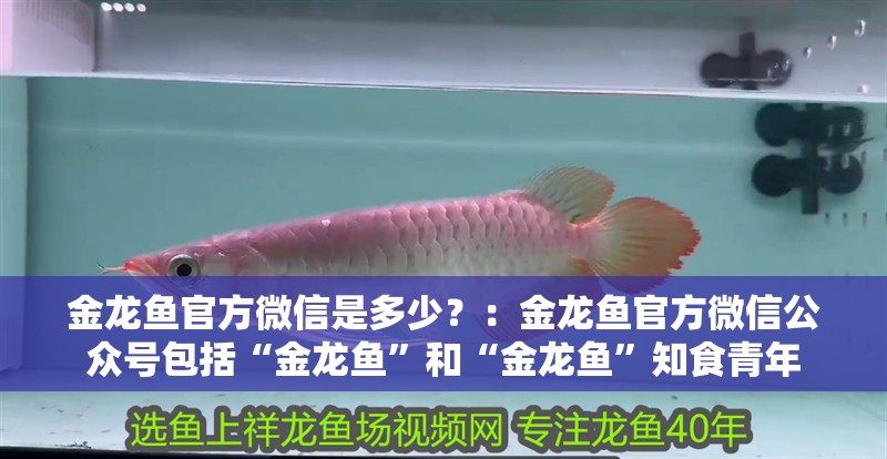 金龍魚官方微信是多少？：金龍魚官方微信公眾號包括“金龍魚”和“金龍魚”知食青年