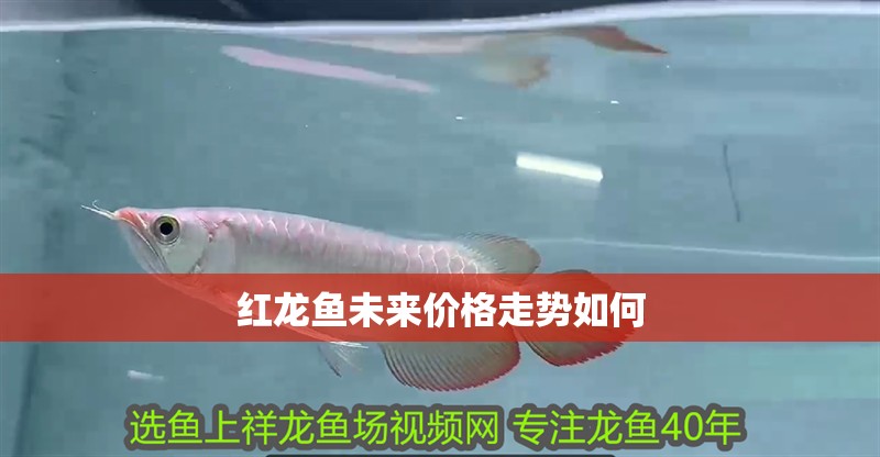 紅龍魚未來價(jià)格走勢(shì)如何