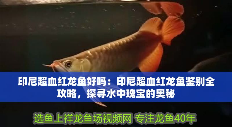 印尼超血紅龍魚好嗎：印尼超血紅龍魚鑒別全攻略，探尋水中瑰寶的奧秘