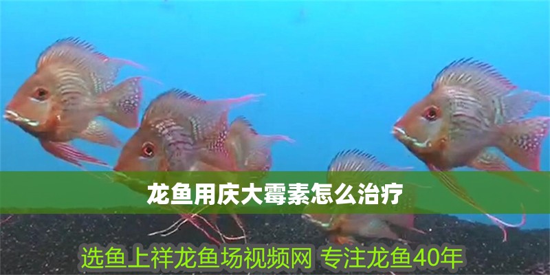 龍魚用慶大霉素怎么治療