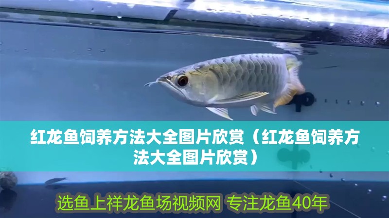鸚鵡魚和銀龍魚混養怎樣喂食 紅龍魚飼養方法大全圖片欣賞(紅龍魚飼養方法大全圖片欣賞) 龍魚百科 紅龍魚飼養方法大全圖片欣賞(紅龍魚飼養方法大全圖片欣賞) 紅龍魚飼養方法大全圖片欣賞(紅龍魚飼養方法大全圖片欣賞) 龍魚百科