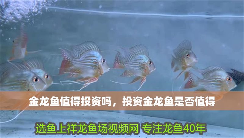 金龍魚(yú)值得投資嗎，投資金龍魚(yú)是否值得