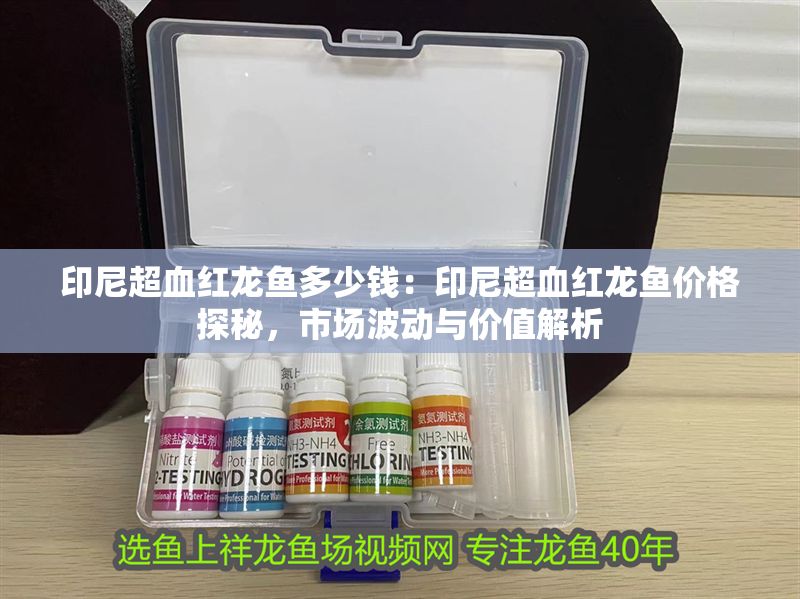 印尼超血紅龍魚多少錢：印尼超血紅龍魚價格探秘，市場波動與價值解析