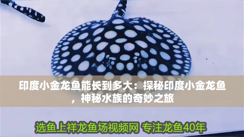 印度小金龍魚能長到多大：探秘印度小金龍魚，神秘水族的奇妙之旅