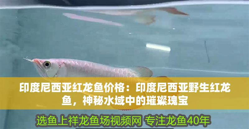 印度尼西亞紅龍魚價格：印度尼西亞野生紅龍魚，神秘水域中的璀璨瑰寶