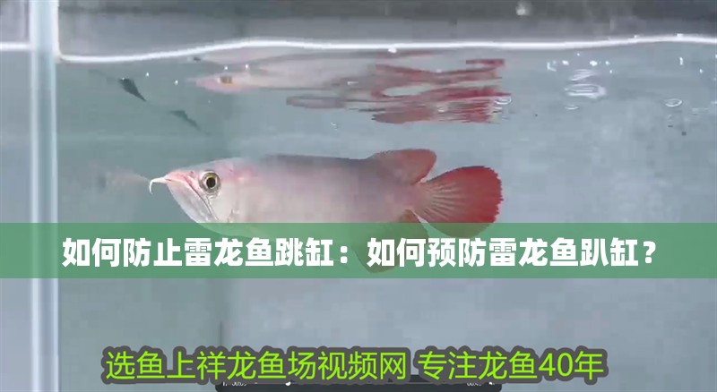 如何防止雷龍魚跳缸：如何預防雷龍魚趴缸？