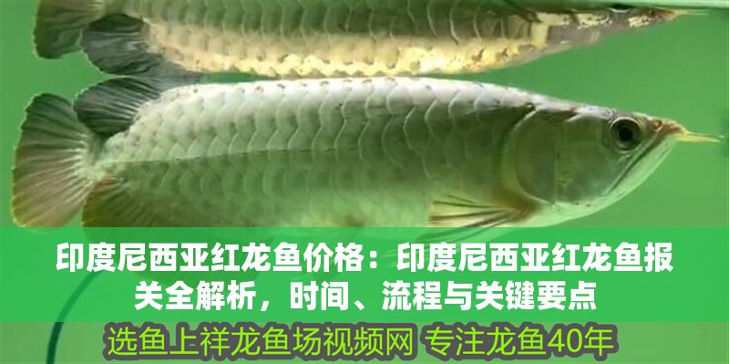 印度尼西亞紅龍魚價格：印度尼西亞紅龍魚報關全解析，時間、流程與關鍵要點