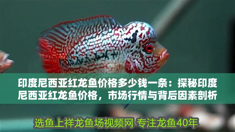 印度尼西亞紅龍魚價(jià)格多少錢一條：探秘印度尼西亞紅龍魚價(jià)格，市場(chǎng)行情與背后因素剖析