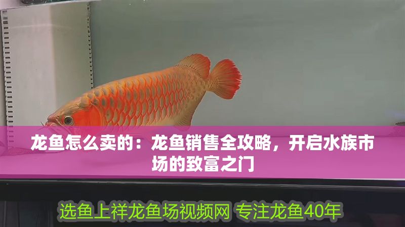 龍魚怎么賣的：龍魚銷售全攻略，開啟水族市場的致富之門