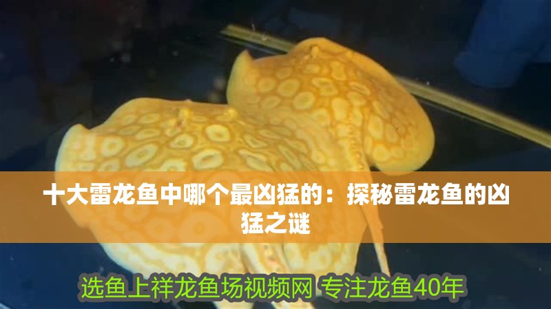 十大雷龍魚中哪個最兇猛的：探秘雷龍魚的兇猛之謎
