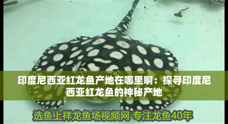 印度尼西亞紅龍魚產(chǎn)地在哪里啊：探尋印度尼西亞紅龍魚的神秘產(chǎn)地