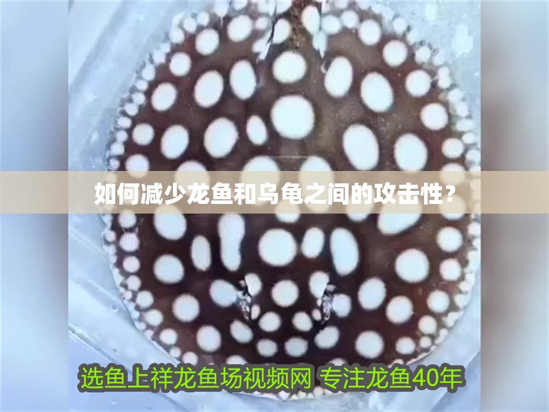 如何減少龍魚和烏龜之間的攻擊性？ 如何減少龍魚和烏龜之間的攻擊性？ 龍魚百科