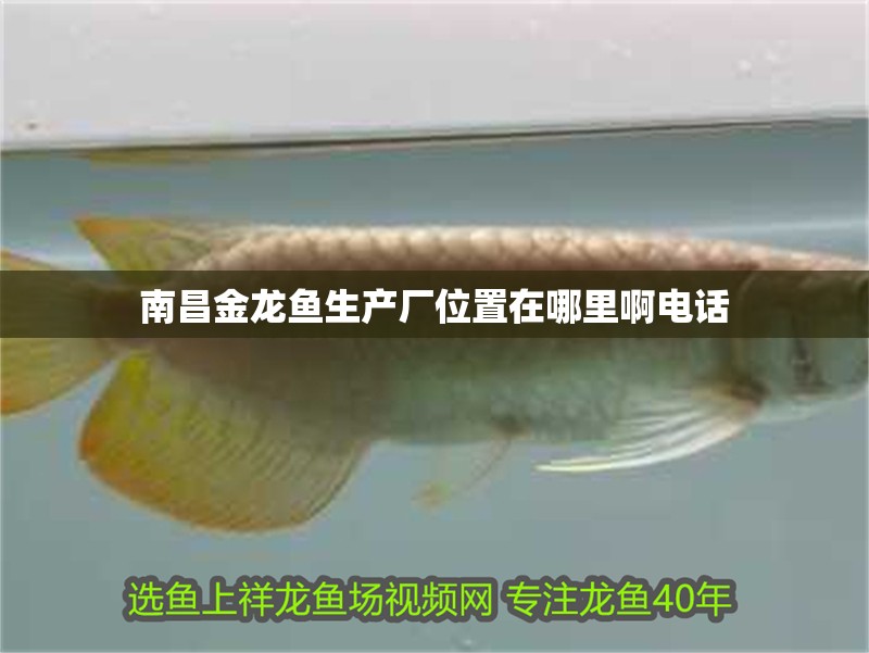 南昌金龍魚生產廠位置在哪里啊電話