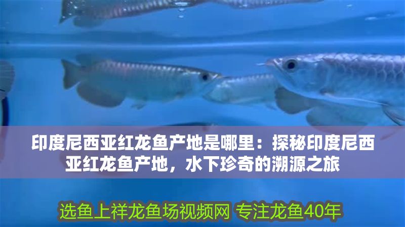 印度尼西亞紅龍魚產地是哪里：探秘印度尼西亞紅龍魚產地，水下珍奇的溯源之旅
