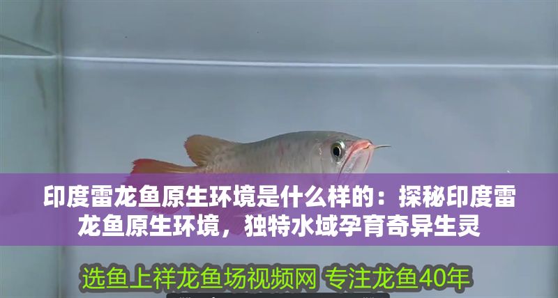 印度雷龍魚原生環境是什么樣的：探秘印度雷龍魚原生環境，獨特水域孕育奇異生靈