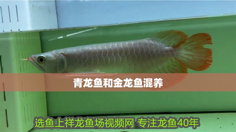 青龍魚和金龍魚混養