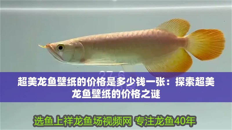 超美龍魚壁紙的價(jià)格是多少錢一張：探索超美龍魚壁紙的價(jià)格之謎
